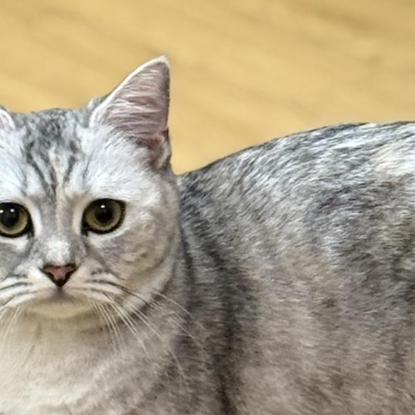 使用した猫の画像 momo3