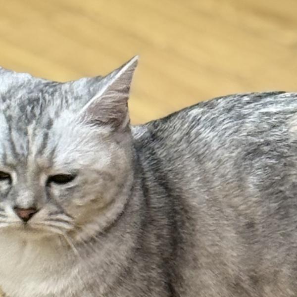 使用した猫の画像 momo4